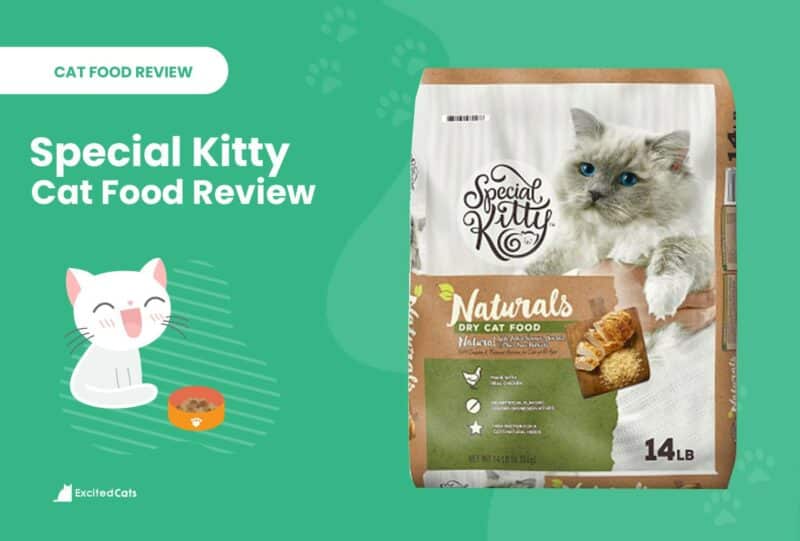 special kitty review