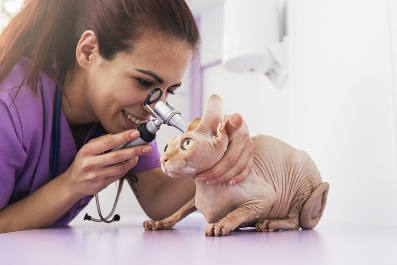 sphynx cat ears check by vet