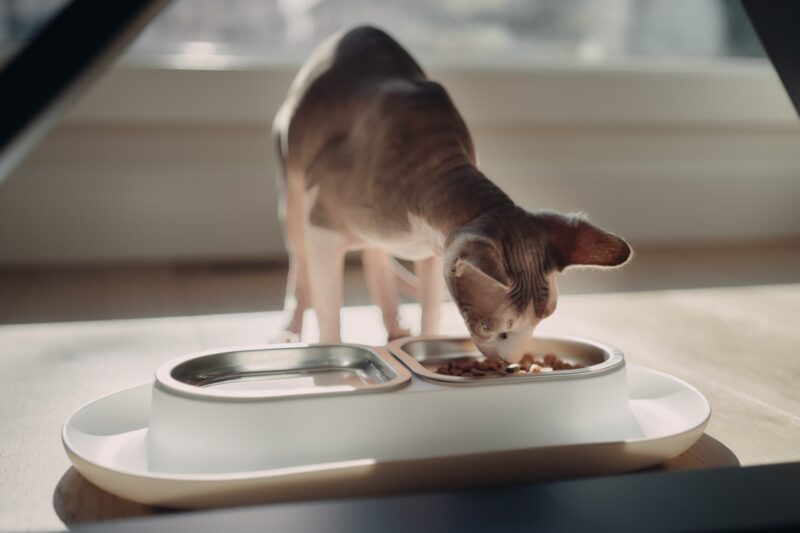 sphynx cat eating hepper nom nom cat food bowl