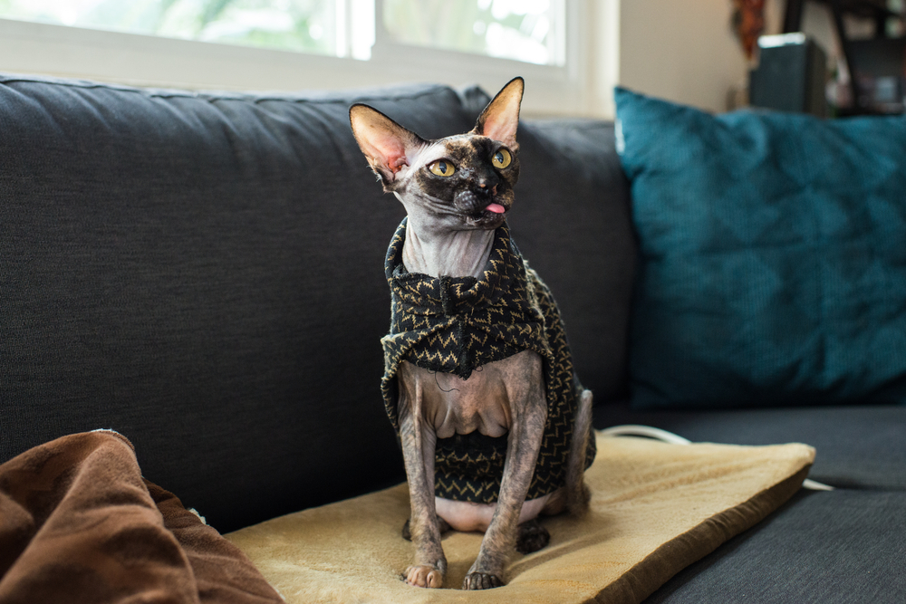 sphynx cat on heating pad