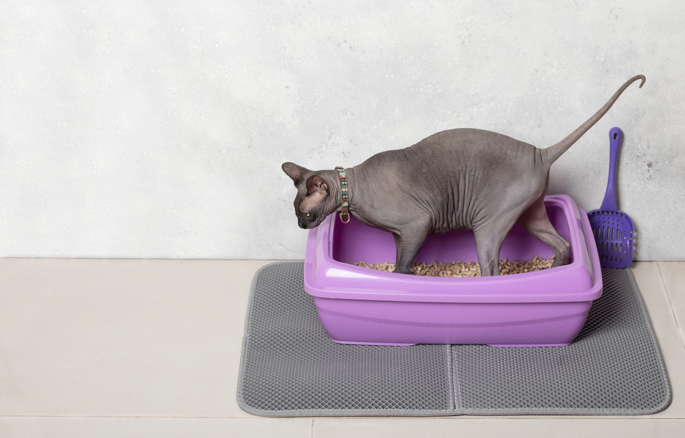 sphynx cat using purple cat litter box