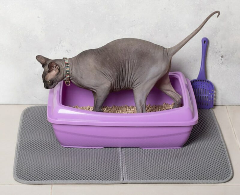 https://www.catster.com/wp-content/uploads/2023/11/sphynx-cat-using-purple-cat-litter-box-on-a-mat_Kokorina-Mariia_Shutterstock-800x650.jpg