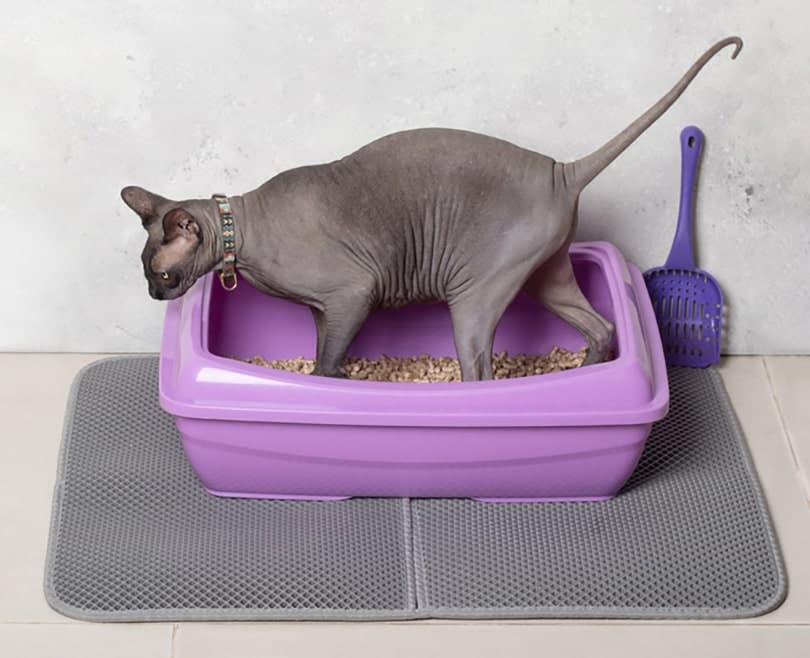sphynx cat using purple cat litter box on a mat