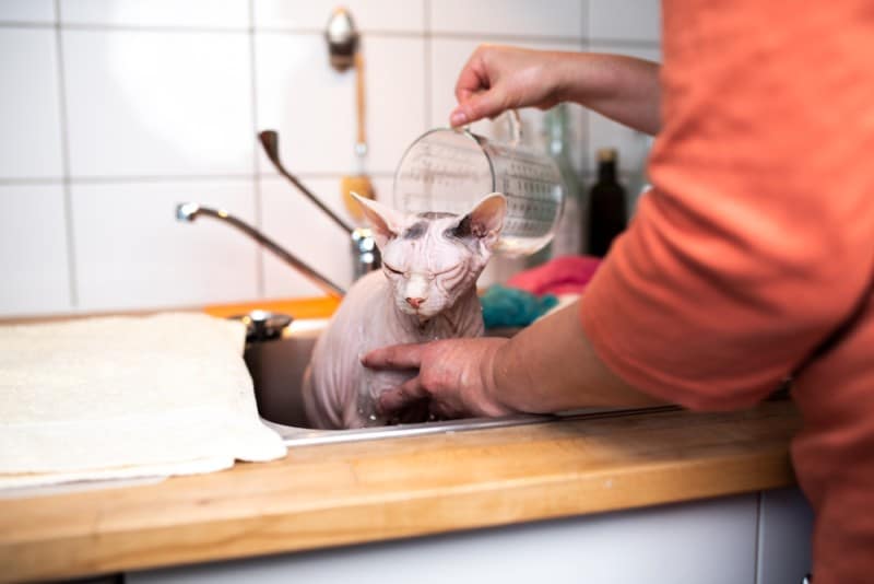 sphynx hairless cat getting a bath in the sink