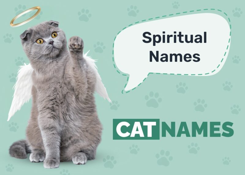 Spiritual Cat Names