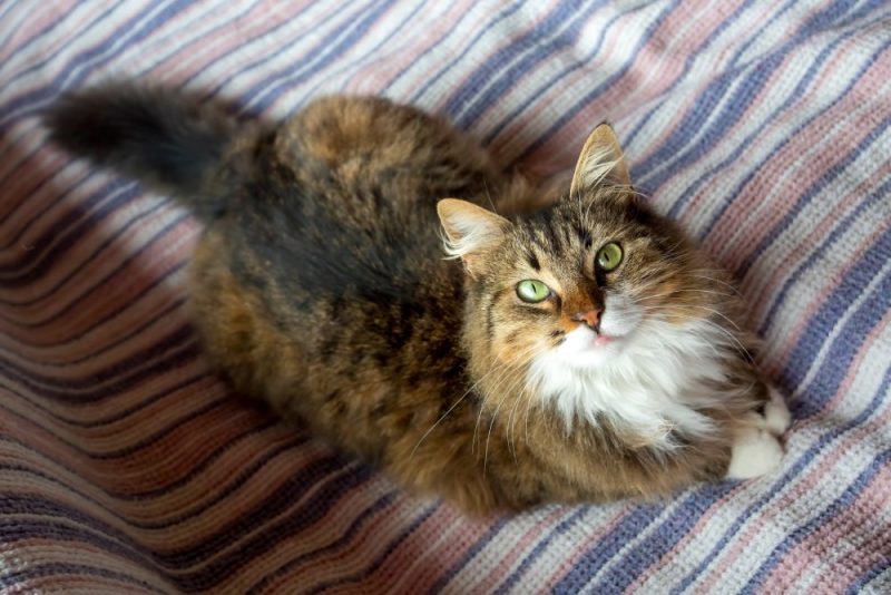 spotted tabby norwegian forest cat lying in bed looking up