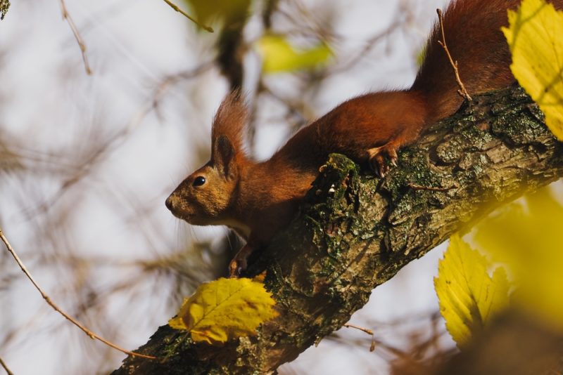 squirrel-in-the-trees
