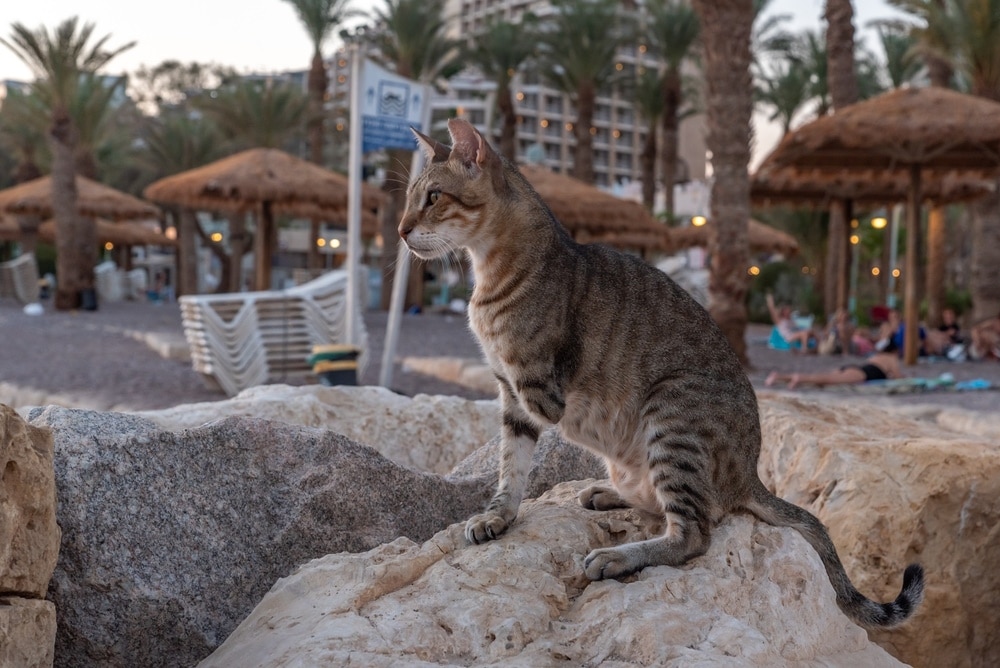 stary cats with 3 legs