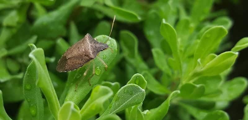 stink bug on green leaves