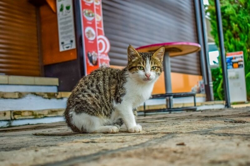 stray cat_Dimitris Vetsikas, Pixabay