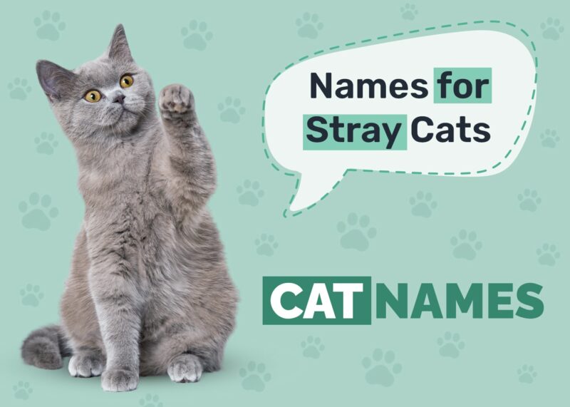 Stray Cat Names