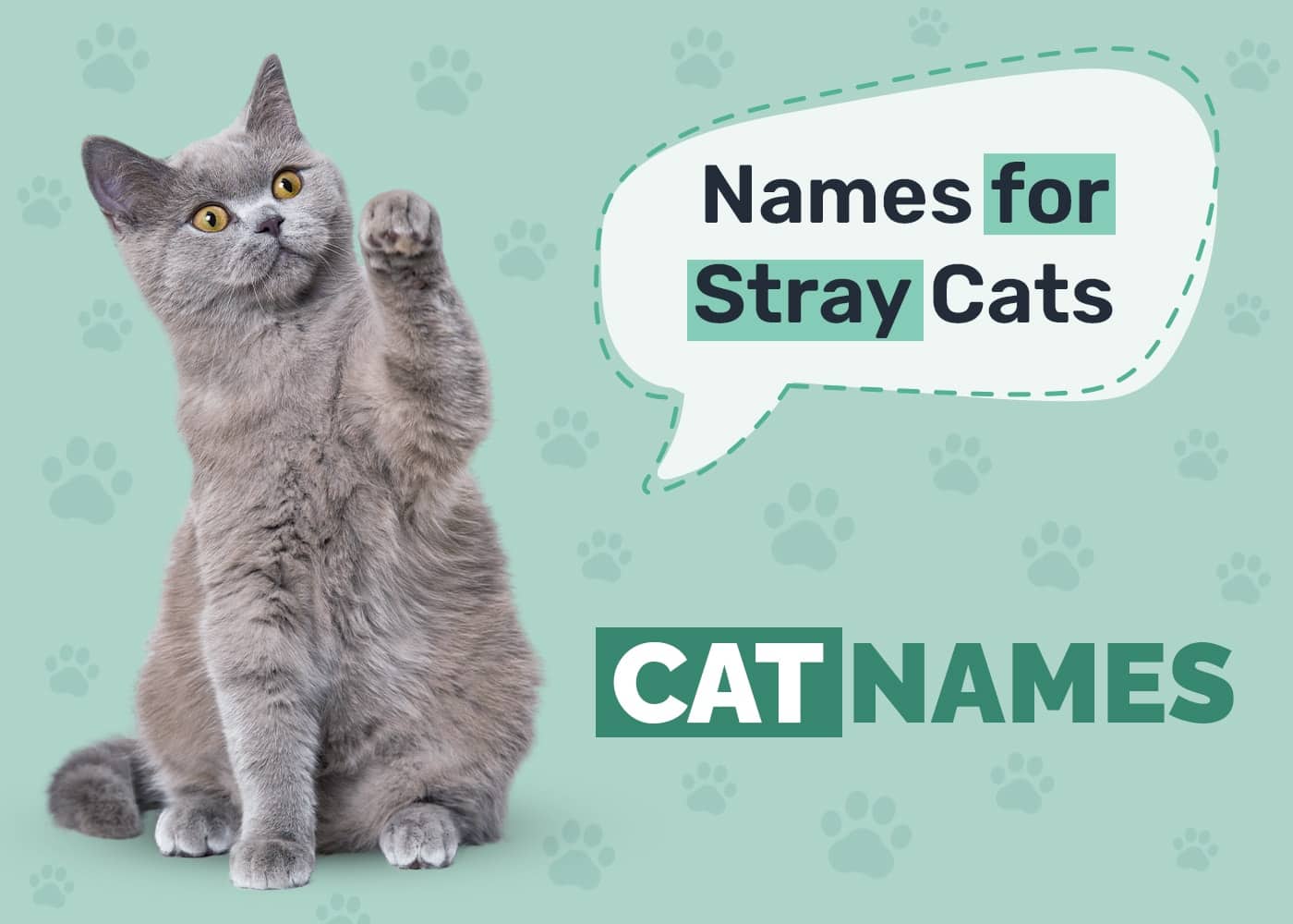 Stray Cat Names