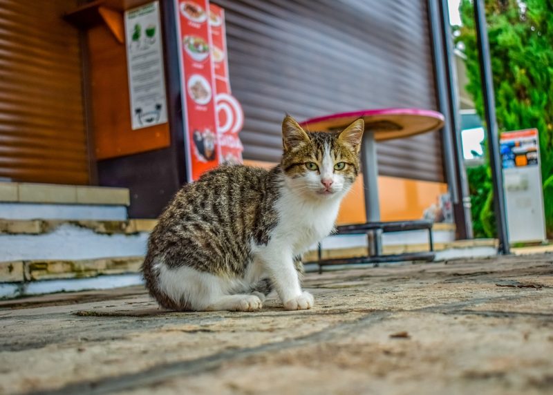 stray cat sitting in the street