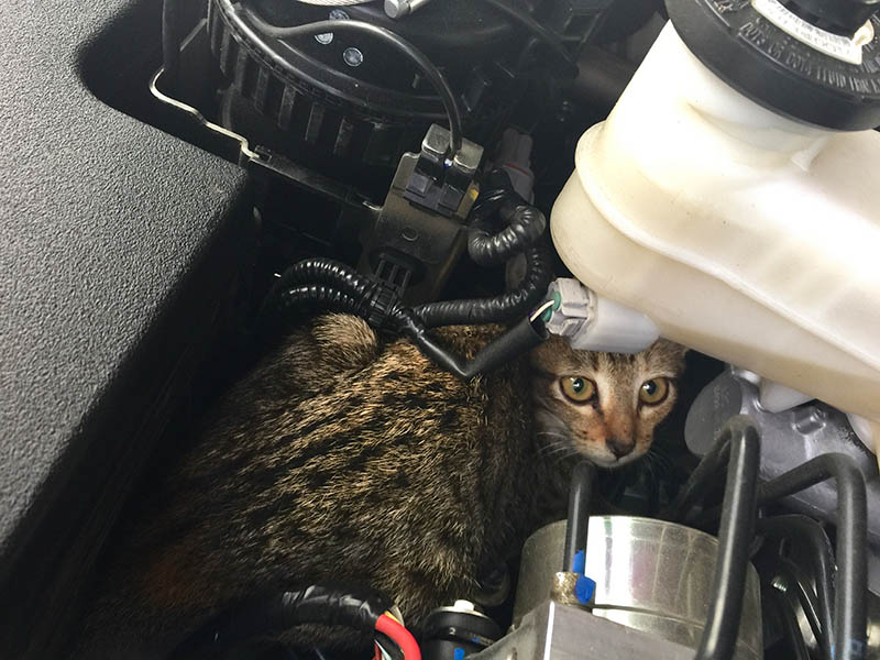 stray cat under car hood