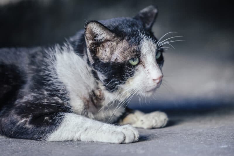 stray cat with scars