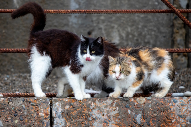 stray cats in the street