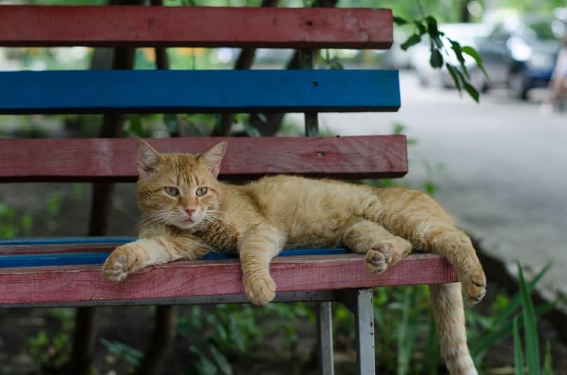 cat lying on a bench_yarmrtsnk, Shutterstock