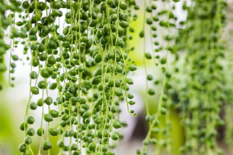 Is String of Pearls Toxic to Cats? Vet-Approved Toxicity &amp; Safety 