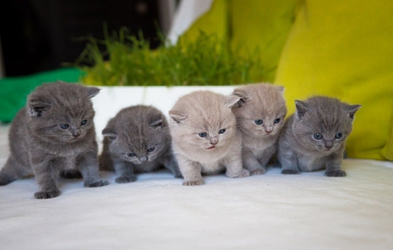 sweet chartreux kittens