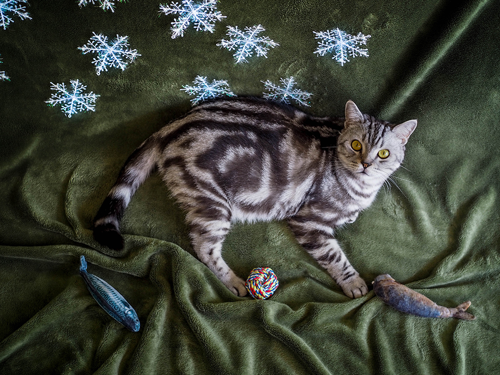 tabby american shorthair cat lying down