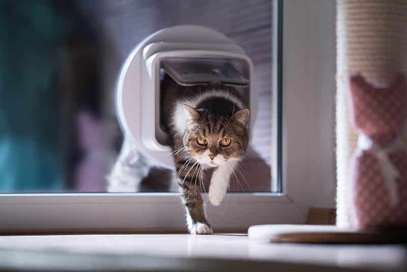 tabby british shorthair cat enters the house using cat door