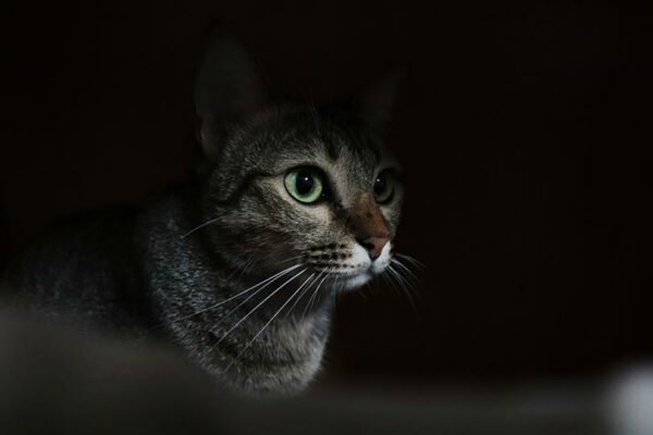 tabby cat at night