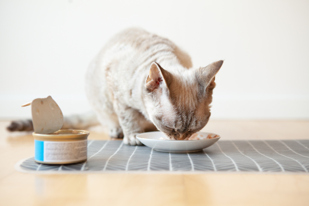 tabby cat eating canned cat food from white ceramic plate placed on the floor