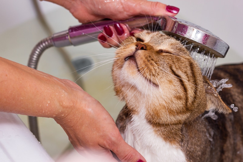 tabby cat getting a bath