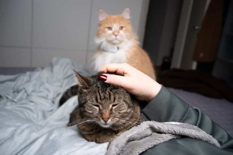 Can Cats Get Jealous? How to Handle Cat Rivalry (VetApproved) Catster