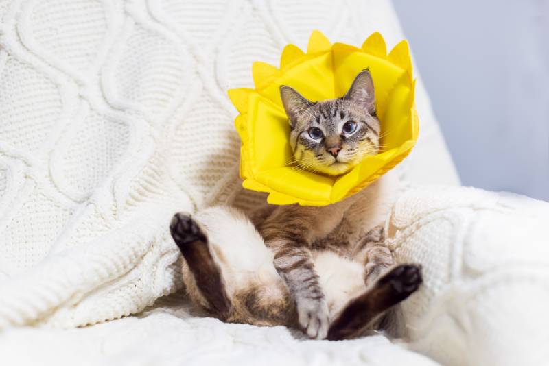 tabby-cat-in-a-cone-collar-while-sitting-on-a-sofa