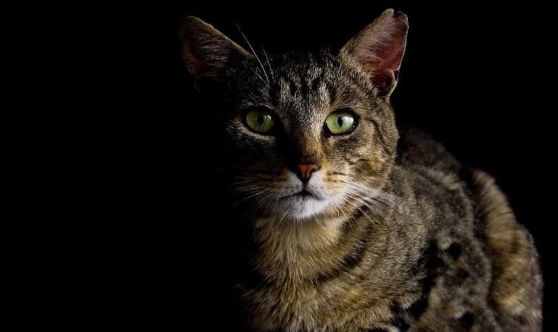 tabby cat in the dark