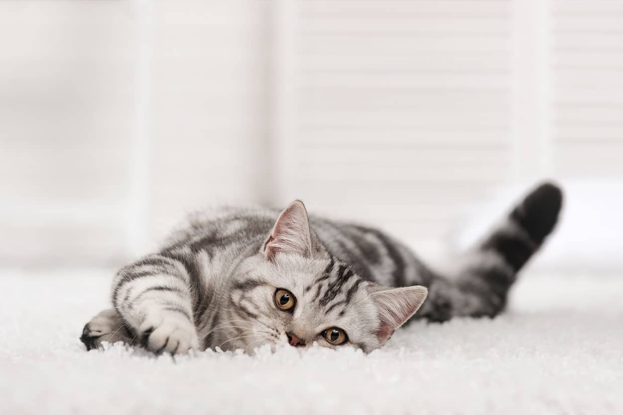 tabby cat in white carpet