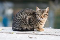 Tiger Cat: Info, Pictures, Facts & Origins - Catster