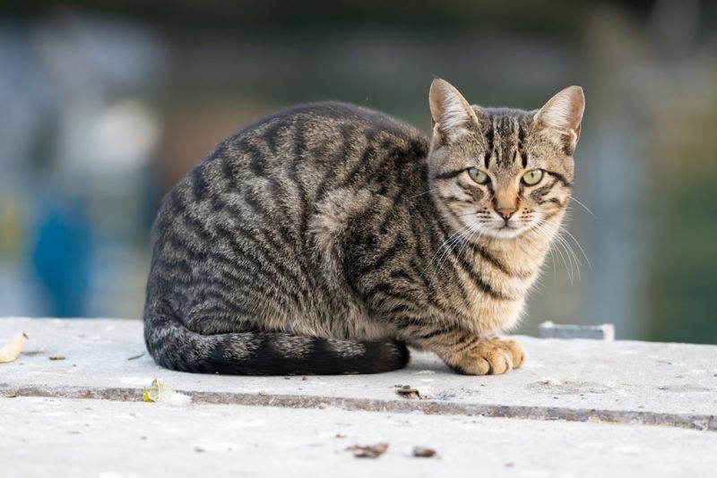 Gray Tiger Kitten Care