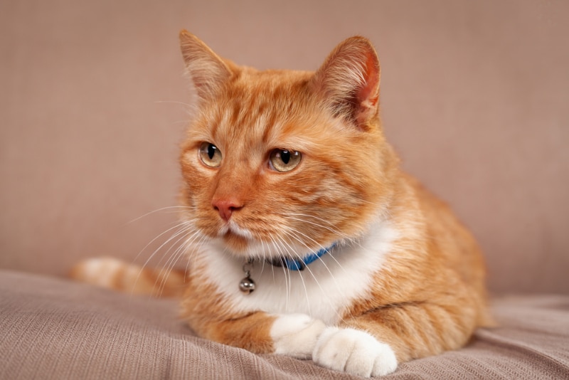 tabby cat lying on couch