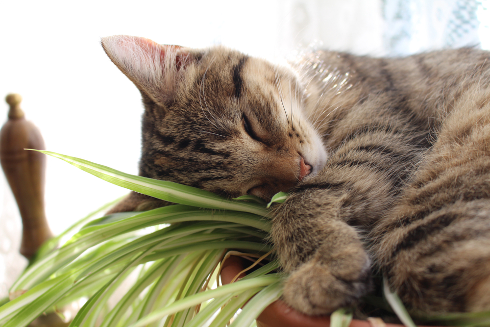 tabby-cat-lying-on-spider-plant