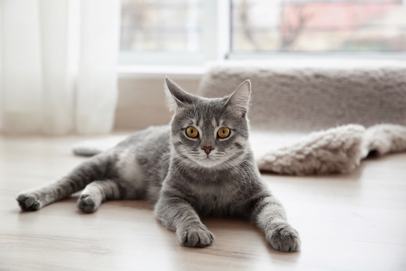 tabby cat lying on the floor at home