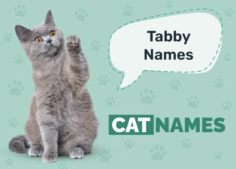 Tabby Cat Names