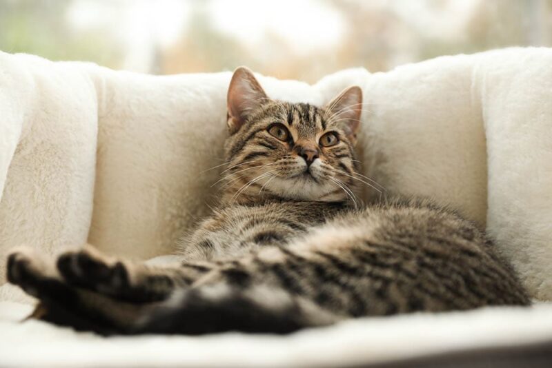 tabby cat on bed