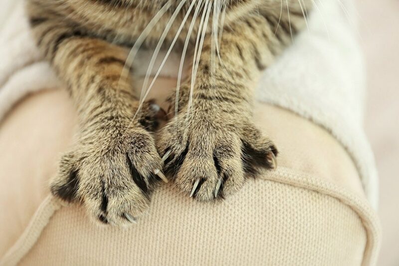 tabby cat paws on backrest of couch