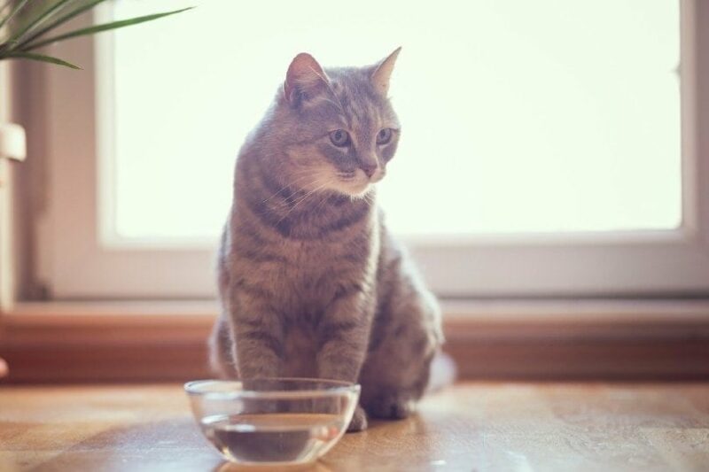 https://www.catster.com/wp-content/uploads/2023/11/tabby-cat-sitting-next-to-a-bowl-of-water_Impact-Photography_Shutterstock-800x533.jpg