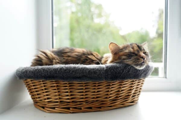 tabby cat sleeping in basket cat bed by window