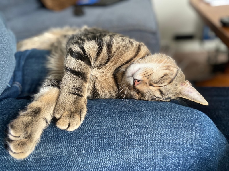 tabby cat sleeping on owner's lap