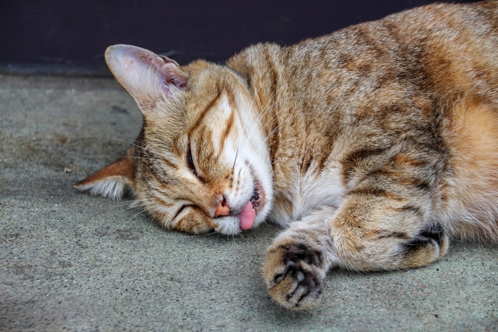 tabby cat sleeping