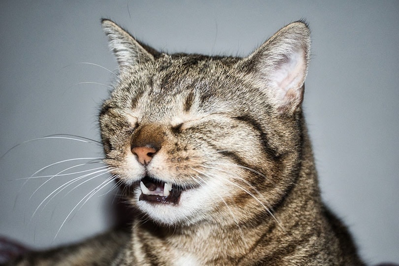 tabby cat sneezing