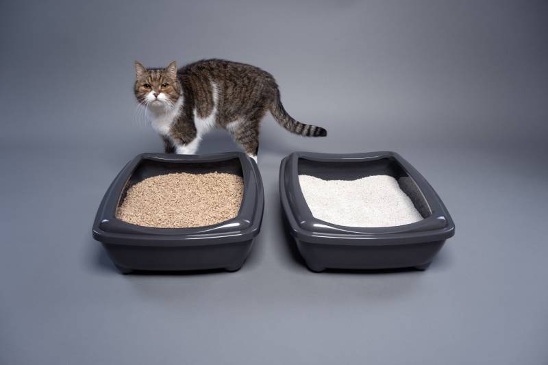tabby cat standing behind two cat litter boxes with clay and organic cat litter