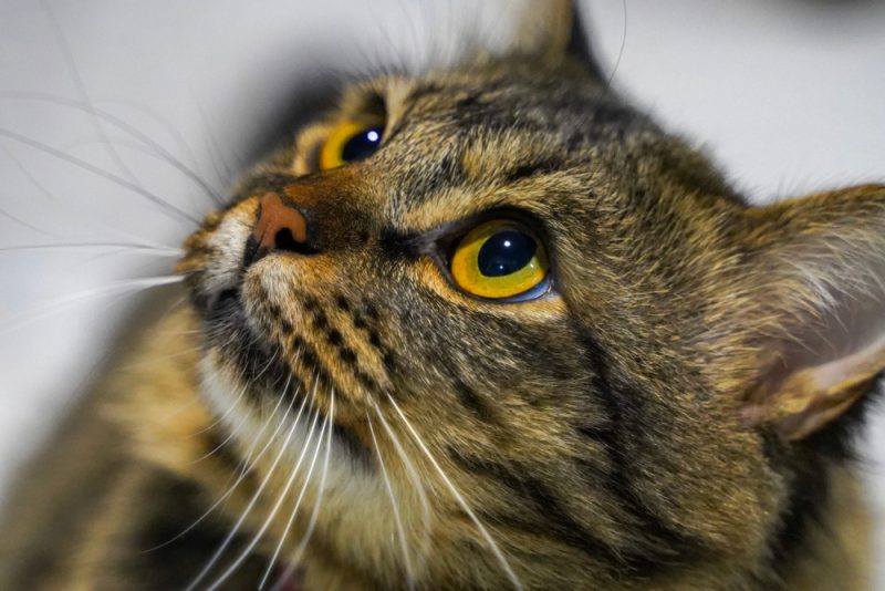 tabby cat staring at the ceiling