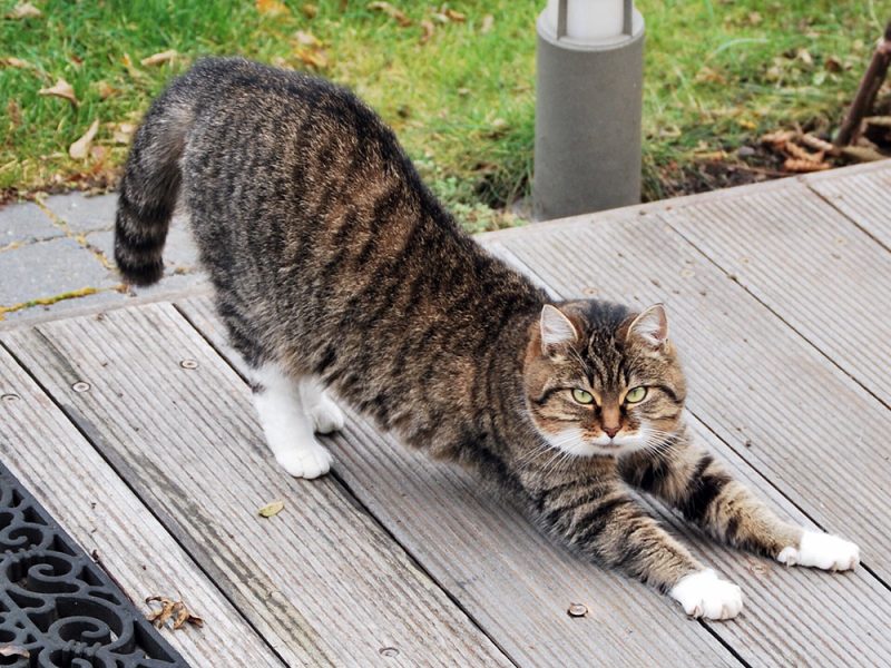 tabby cat stretching legs