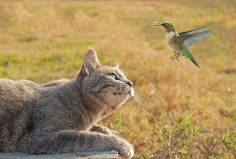 tabby cat watching humming bird