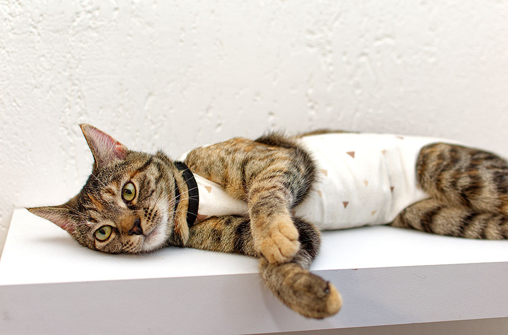 Tabby cat wearing medical blanket after surgery